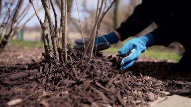 Bahçıvan evin yakınında çam kabuğu bitkileriyle ot yetiştiriyor. Bahçede mevsimlik işler, evcil köpekle birlikte. Peyzaj tasarımı. Bahçe düzenleme. - Evet. Yüksek kalite 4k görüntü