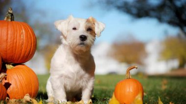 Şirin küçük çiftçi köpeği ekose gömlekli ve şapkalı Jack Russell Terrier parlak sonbahar gününde bal kabaklarının yanında oturuyor. Yüksek kalite 4k görüntü