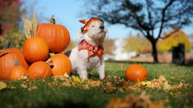 Cadılar Bayramı kostümü ve şapkası içinde şirin küçük çiftçi köpeği Jack Russell Terrier parlak sonbahar gününde bal kabaklarının yanında oturuyor. Yüksek kalite 4k görüntü