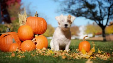 Şirin küçük çiftçi köpeği ekose gömlekli ve şapkalı Jack Russell Terrier parlak sonbahar gününde bal kabaklarının yanında oturuyor. Yüksek kalite 4k görüntü