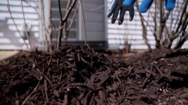 Bahçıvan çam kabuğu ile saman kapar ve evin yakınındaki bitkileri besler. Bahçede mevsimlik işler. Peyzaj tasarımı. Bahçe düzenleme. - Evet. Yüksek kalite 4k görüntü