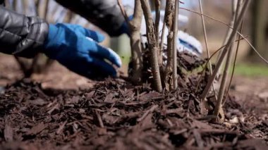 Bahçıvan evin yakınında çam kabuğu bitkileriyle ot yetiştiriyor. Bahçede mevsimlik işler. Peyzaj tasarımı. Bahçe düzenleme. - Evet. Yüksek kalite 4k görüntü