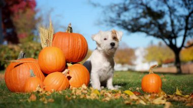 Şirin küçük çiftçi köpeği Jack Russell Terrier ekose gömlekli ve şapkalı parlak sonbahar gününde bal kabaklarının yanında oturuyor. Yüksek kalite 4k görüntü