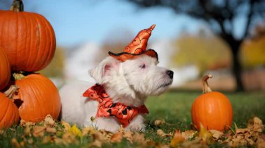 Cadılar Bayramı kostümlü şirin küçük çiftçi köpeği Jack Russell Terrier ve parlak sonbahar gününde balkabaklarının yanında sabit duruyor. Yüksek kalite 4k görüntü