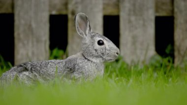 Bir süre soğuktan donan bir tavşan yeşil çimlerde tehlike arıyor. Yüksek kalite 4k görüntü