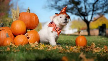 Cadılar Bayramı kostümlü şirin küçük çiftçi köpeği Jack Russell Terrier ve parlak sonbahar gününde balkabaklarının yanında oturuyor. Yüksek kalite 4k görüntü