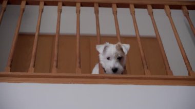 Komik köpek Jack Russel ikinci kattan ahşap korkuluklara bakıyor ve oyunu bekliyor, evin içinde bağırıyor. Yüksek kalite 4k görüntü
