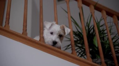 Komik köpek Jack Russel ikinci kattan ahşap korkuluklara bakıyor ve oyun için bekliyor, evin içinde. Yüksek kalite 4k görüntü