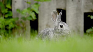 Bir tavşan bir süre donar ve otları yemeye devam eder. Yüksek kalite 4k görüntü