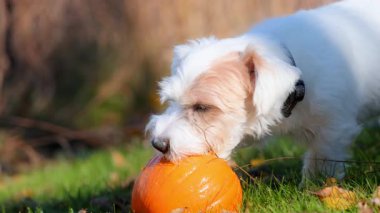Küçük köpek güneşli bir sonbahar gününde parlak yeşil çimlerde küçük balkabağını ısırıyor ve yiyor. Yüksek kalite 4k görüntü