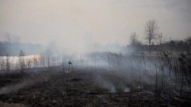 Göl kenarında kuru otları yakmak. Panayırdan sonra toprak. Yüksek kalite 4k görüntü