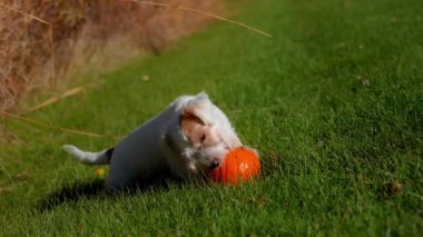 Küçük köpek güneşli bir günde açık yeşil çimlerde küçük bir balkabağını ısırıp yiyor. Yüksek kalite 4k görüntü