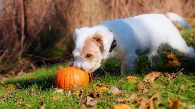 Küçük köpek güneşli bir sonbahar gününde parlak yeşil çimlerde küçük balkabağını ısırıp yiyor. Yüksek kalite 4k görüntü