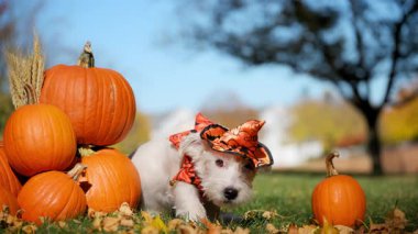 Cadılar Bayramı kostümü giymiş şirin küçük çiftçi köpeği Jack Russell Terrier ve parlak sonbahar gününde balkabaklarının yanında oturmuş patilerini yalıyor. Yüksek kalite 4k görüntü