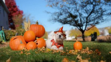 Cadılar Bayramı kostümlü şirin küçük çiftçi köpeği Jack Russell Terrier ve parlak sonbahar gününde balkabaklarının yanında sabit duruyor. Yüksek kalite 4k görüntü