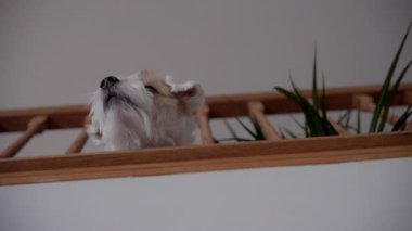Komik köpek Jack Russel ikinci kattan tuhaf bir şekilde kokluyor ve bakıyor ahşap merdiven korkuluklarından geçiyor ve oyunu bekliyor, evin içinde. Yüksek kalite 4k görüntü