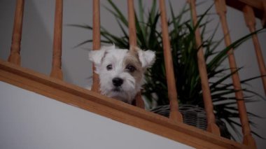 Komik köpek Jack Russel ikinci kattan tuhaf bir şekilde ahşap bir merdivenden bakıyor ve oyunu bekliyor, evin içinde. Yüksek kalite 4k görüntü