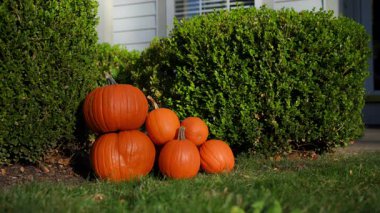 Aydınlık sonbahar gününde evin yanında sevimli turuncu balkabakları. Yüksek kalite 4k görüntü