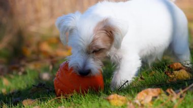 Küçük köpek güneşli bir sonbahar gününde parlak yeşil çimlerde küçük balkabağını ısırıp yiyor. Yüksek kalite 4k görüntü