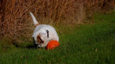 Küçük köpek güneşli bir günde parlak yeşil çimlerde küçük balkabağını heyecanla ısırıp yiyor. Yüksek kalite 4k görüntü