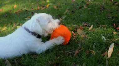 Küçük köpek güneşli bir sonbahar gününde parlak yeşil çimlerde küçük balkabağını heyecanla ısırıp yiyor. Yüksek kalite 4k görüntü