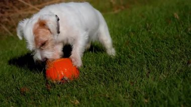 Küçük köpek güneşli bir günde açık yeşil çimlerde küçük balkabağını ısırıp yiyor. Yüksek kalite 4k görüntü