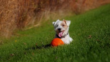 Güneşli bir sonbahar gününde parlak yeşil çimlerde balkabağıyla uzanan küçük bir köpek. Yüksek kalite 4k görüntü