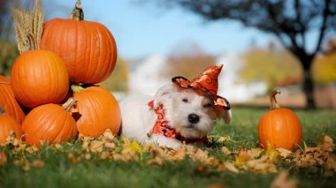 Cadılar Bayramı kostümlü şirin küçük çiftçi köpeği Jack Russell Terrier ve parlak sonbahar gününde şapkası oturmuş balkabaklarının yanında burnunu yalıyor. Yüksek kalite 4k görüntü