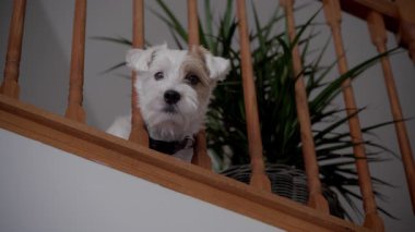 Komik köpek Jack Russel ikinci kattan ahşap korkuluklara bakıyor ve oyunu bekliyor, evin içinde. Yüksek kalite 4k görüntü