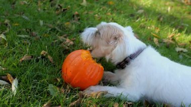 Küçük köpek güneşli bir sonbahar gününde parlak yeşil çimlerde küçük balkabağını heyecanla ısırıyor ve yiyor. Yüksek kalite 4k görüntü