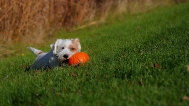 Küçük köpek güneşli bir günde parlak yeşil çimlerde küçük balkabağını heyecanla ısırıp yiyor. Yüksek kalite 4k görüntü