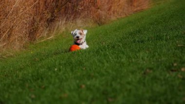 Küçük köpek, güneşli bir sonbahar gününde parlak yeşil çimenlerin üzerinde balkabağıyla sabit bir şekilde uzanıyor. Yüksek kalite 4k görüntü