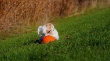 Küçük köpek güneşli bir günde parlak yeşil çimlerde küçük balkabağını heyecanla ısırıyor ve yiyor. Yüksek kalite 4k görüntü
