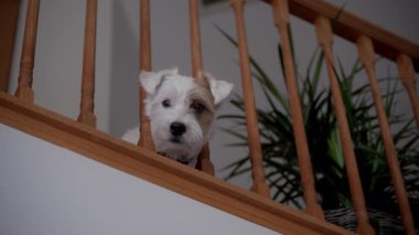 Komik köpek Jack Russel ikinci kattan ahşap korkuluklara bakıyor ve eğlenmek için bekliyor, evin içinde bağırıyor. Yüksek kalite 4k görüntü
