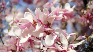 Pembe kiraz çiçekleri tam çiçeklenmiştir ve açık mavi gökyüzüne karşı canlı bir kontrastı eklerler. Manzarayı kapat. Yüksek kalite 4k görüntü