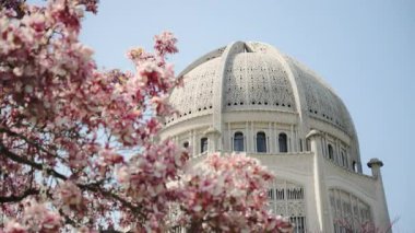 Wilmette, IL 'deki beyaz tapınak, detaylı beyaz kubbe mimarisi ile. Ön planda, pembe kiraz çiçekleri tamamen çiçek açmış. Wilmette, IL, ABD. 25 Nisan 2024. Yüksek kalite 4k görüntü