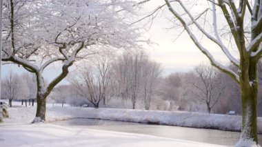 Güneşli bir kış gününde donmuş göl yakınlarındaki ağaçları kar kapladı. Yakın çekim görüntüsü. Yüksek kalite 4k görüntü