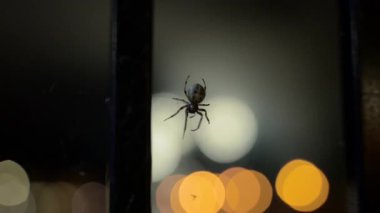 Örümcek ve arka planında havai fişekler olan ağı. Yakın çekim. Yüksek kalite 4k görüntü