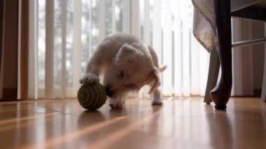 Köpek Jack Russel renkli top oyuncağıyla oynuyor, evin içinde şut çekiyor. Yüksek kalite 4k görüntü