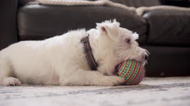 Köpek Jack Russel renkli top oyuncaklarını kemiriyor, evin içinde şut atıyor. - Evet. Yüksek kalite 4k görüntü
