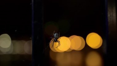 Üzerinde havai fişeklerin arka planı olan bir örümcek var. Yakın çekim. Yüksek kalite 4k görüntü