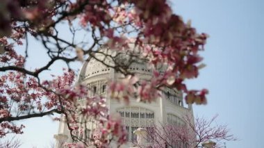 Beyaz kubbeli detaylı bir tapınak. Ön planda, pembe kiraz ağaçları çiçek açar. - Evet. Yüksek kalite 4k görüntü