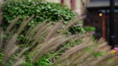 Rüzgarda savrulan çimenler yeşil ağaçların arkasına doğru esiyor. Pennisetum. Yüksek kalite 4k görüntü