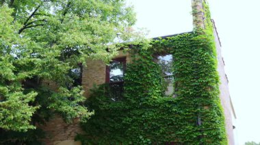 Green plants growing on the facade of building. Wall of a house covered with common lush ivy. Windows in building facade with vegetation wall. Stabile shoot. High quality 4k footage