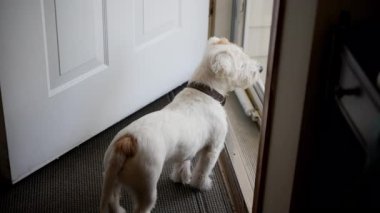 Evcil Jack Russel evdeki cam kapıya bakıyor. - Evet. Yüksek kalite 4k görüntü
