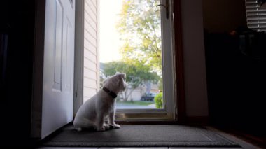 Evcil Jack Russel köpek sahibi ve evdeki cam kapıya bakıyor. - Evet. Yüksek kalite 4k görüntü