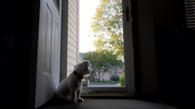 Evcil Jack Russel köpeği sahibini bekliyor ve ne yazık ki evde camdan bakıyor. - Evet. Yüksek kalite 4k görüntü