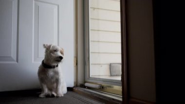 Evcil Jack Russel köpeği sahibini bekliyor ve evdeki cam kapıdan bakıyor. - Evet. Yüksek kalite 4k görüntü