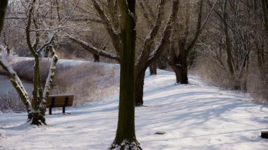 Donmuş göl kenarında açık havada güneşli, karlı bir park. Yüksek kalite 4k görüntü