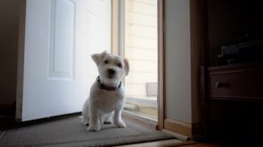 Evcil Jack Russel köpeği caddedeki cam kapıdan içeri bakıyor. - Evet. Yüksek kalite 4k görüntü